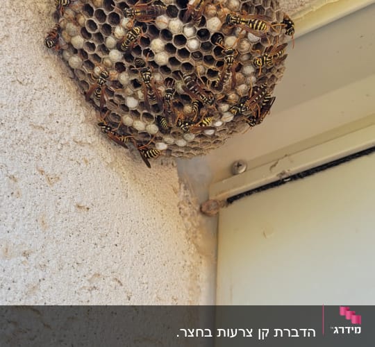 קן צרעות על קיר חיצוני עם צרעות פעילות